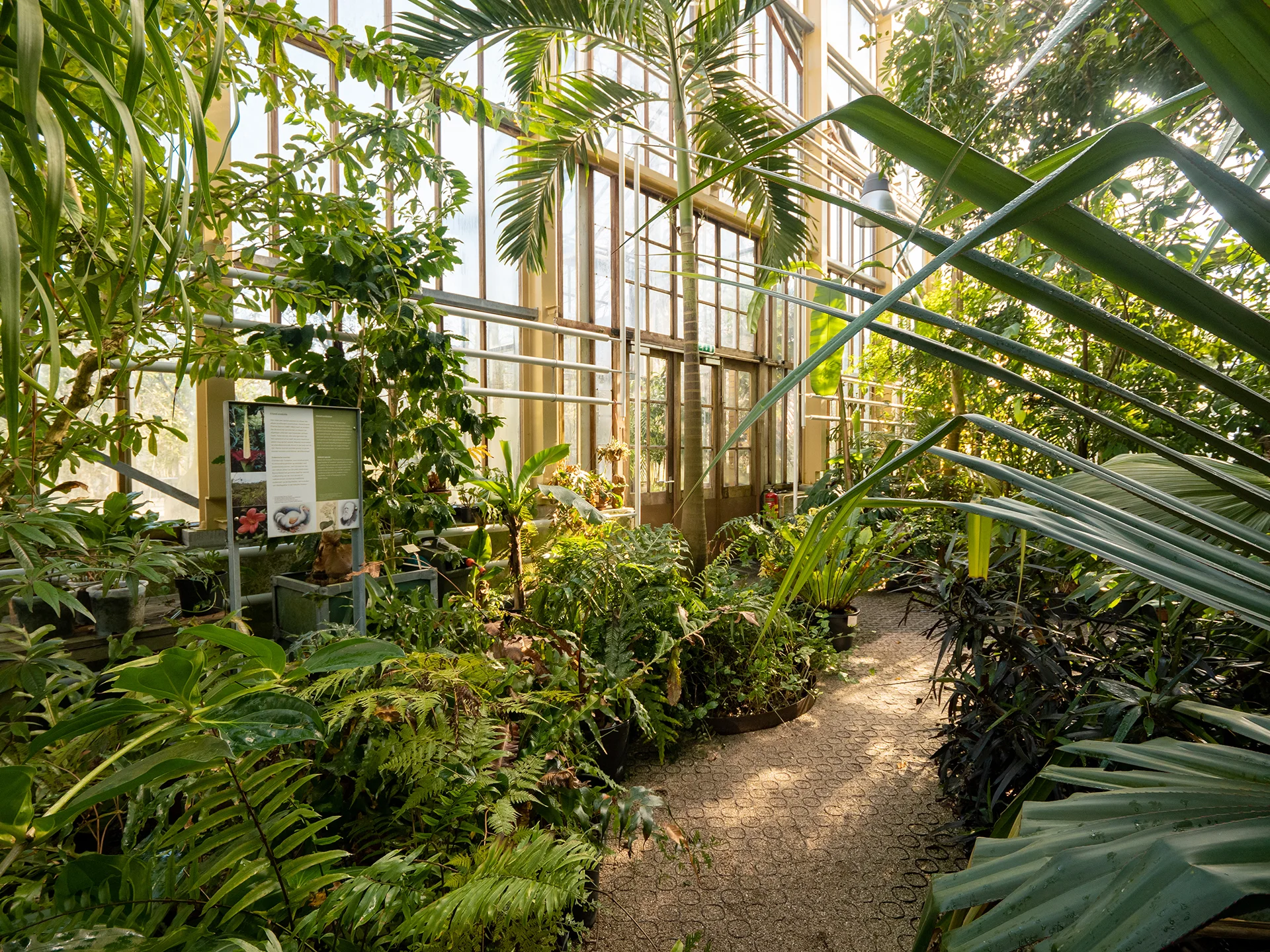 Hortus botanicus Leiden