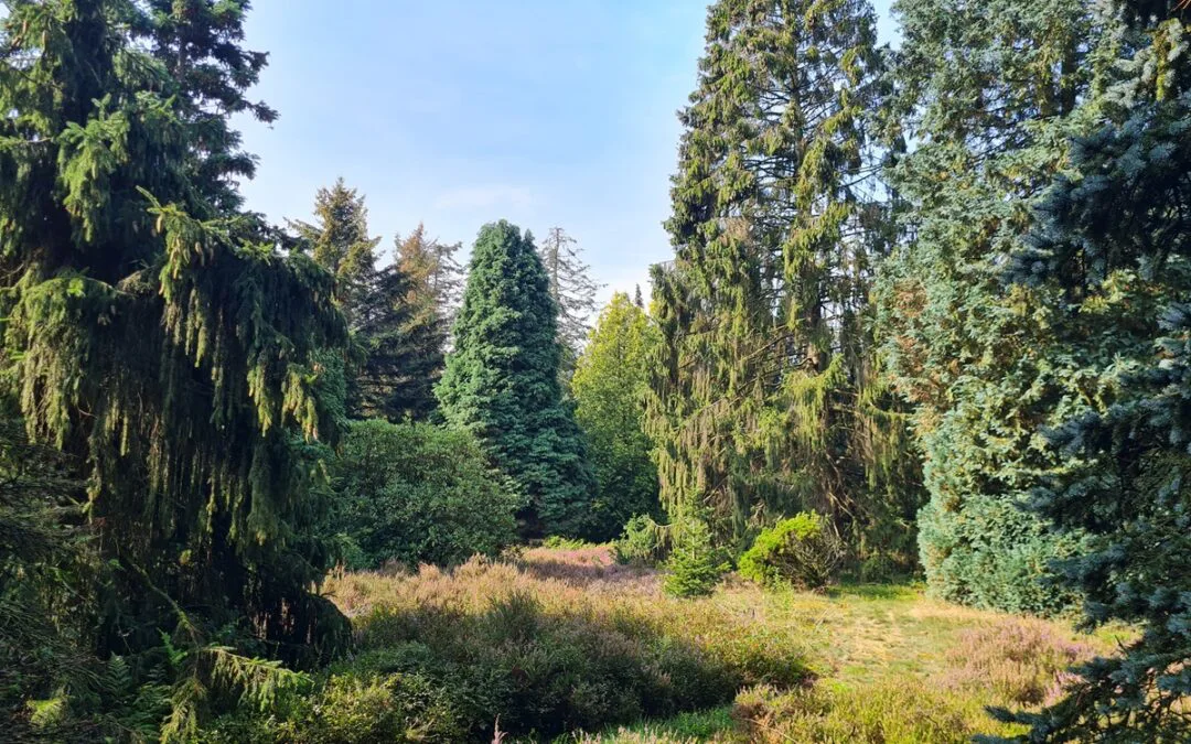 Pinetum Ter Borgh
