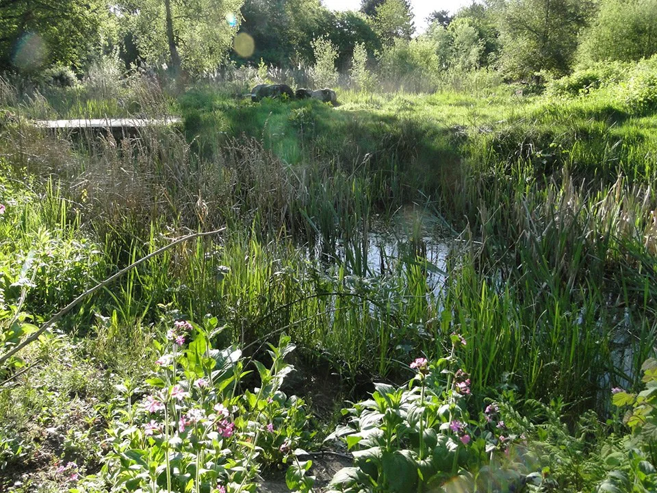 Ecologische Heemtuin Stadspark Groningen