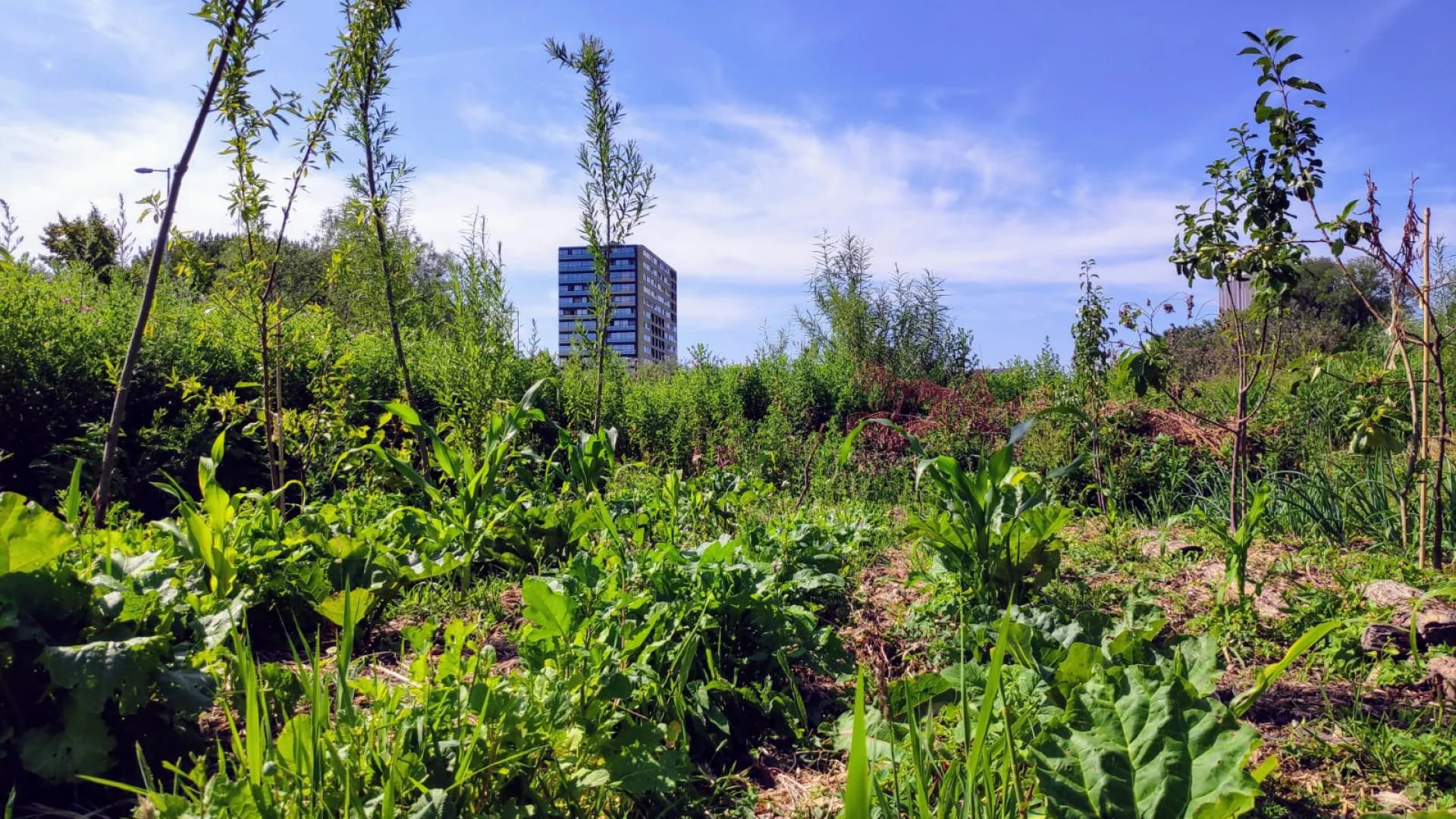 Anna's Tuin en Ruigte